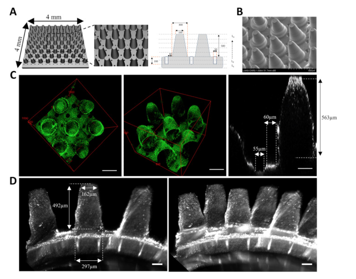 Pegda 3d Scaffolds Reproducing Intestinal Epithelium Topography Multifab